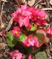 Begonia